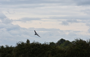 5f79552d5834c_DSC3653.JPG