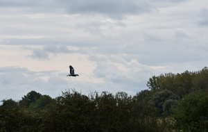 5f79553e5c609_DSC3654.JPG