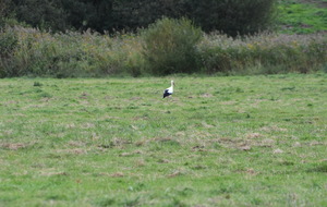 cigogne