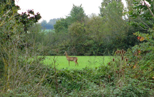 chevreuil : merci Gérard pour cette belle photo