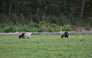 chèvres