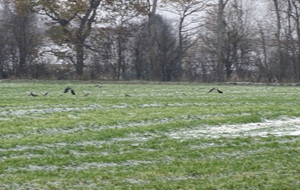 Des Vanneaux Huppés