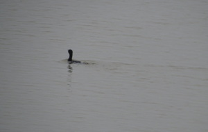 Grand Cormoran entre deux plongées