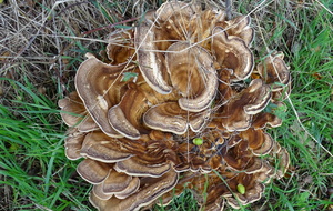 66f4e4683d52c_DSC09870.JPG