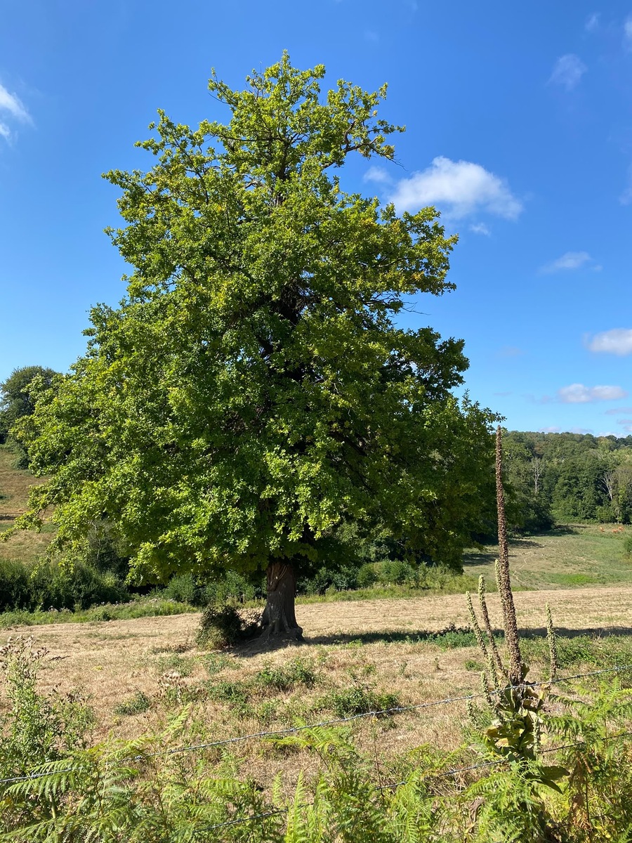 Marche Rapide : Cresseveuille