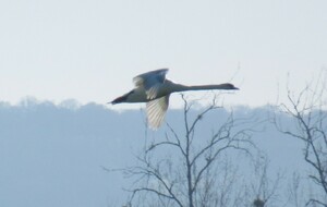 Merville-Gonneville-en-Auge