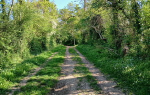 Sainte Honorine la Chardronette