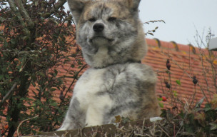 Entre les Vignats et la Sapée : Périers sur le Dan