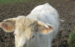 Entre les Vignats et la Sapée : Périers sur le Dan