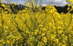 Les Pépinières : Ussy